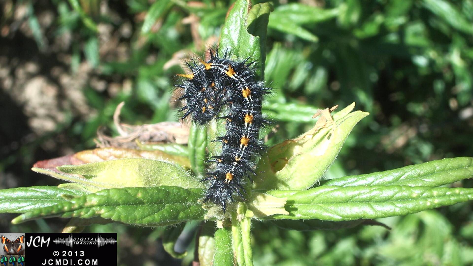 Euphydryas chalsedona Checkerspot